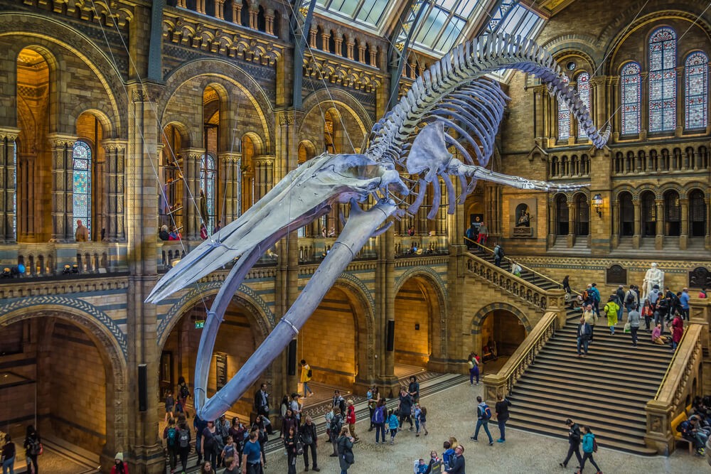 ballena museo historia natural londres